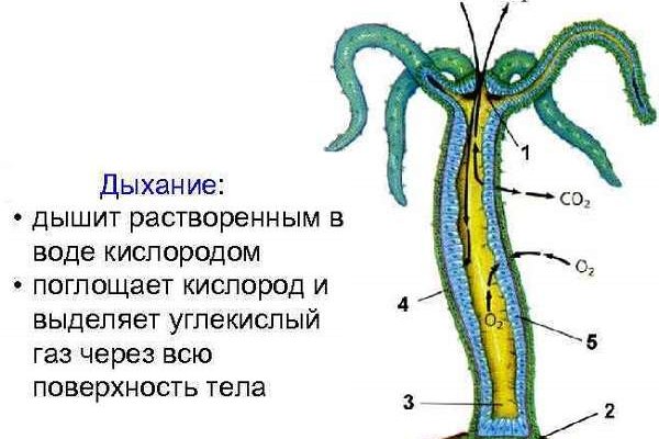 Кракен наркотики россия